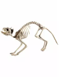Dekorace kočka kostlivec Halloween