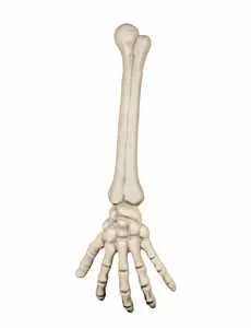 Kostlivčí ruka 46 cm Halloween
