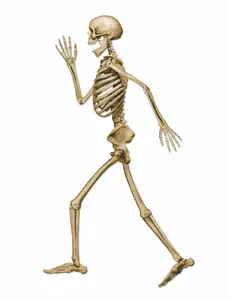 Béžová chodící kostra dekorace Halloween 94 cm