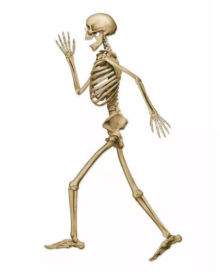Béžová chodící kostra dekorace Halloween 94 cm